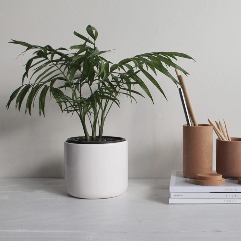Potted plant and stationery on a desk.